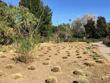 Muhlenbergia lindheimeri