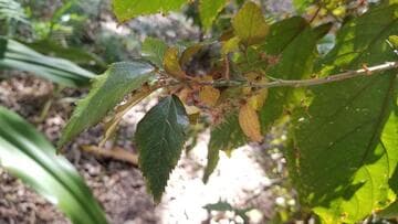 Acalypha wilkesiana 'Marginata'
