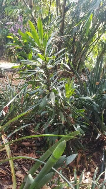 Cordyline stricta 'Soledad'
