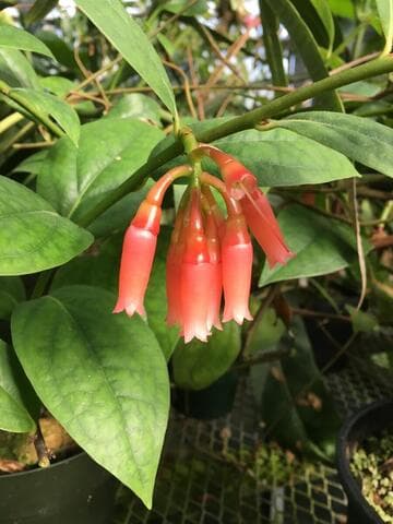 Macleania insignis