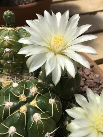 Gymnocalycium denudatum