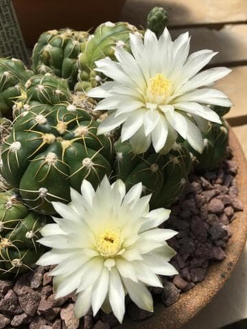 Gymnocalycium denudatum