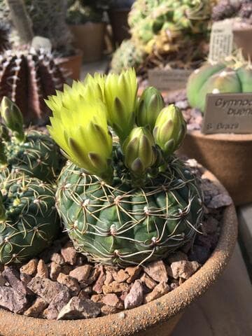 Gymnocalycium reductum ssp. leeanum