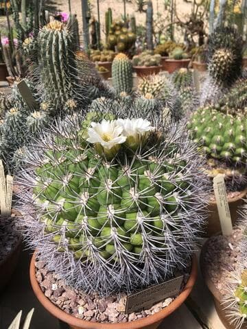 Gymnocalycium saglionis
