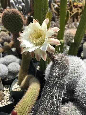 Haageocereus australis