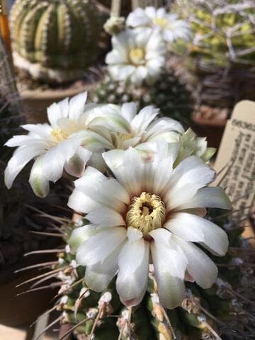 Gymnocalycium ochoterenae
