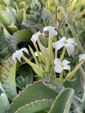 Kalanchoe marmorata