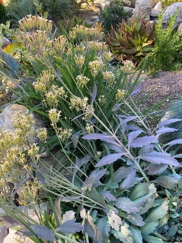 Kalanchoe glaucescens