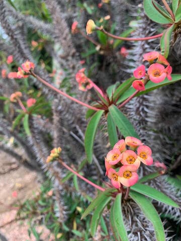 Euphorbia x ambohipotsiensis