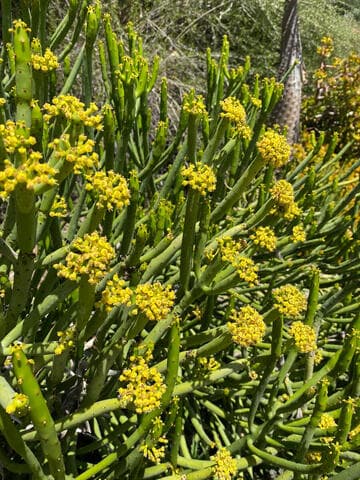 Euphorbia leucodendron ssp. oncoclada