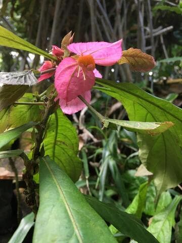 Dalechampia spathulata