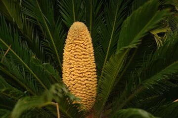 Cycas revoluta