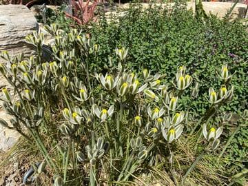 Albuca