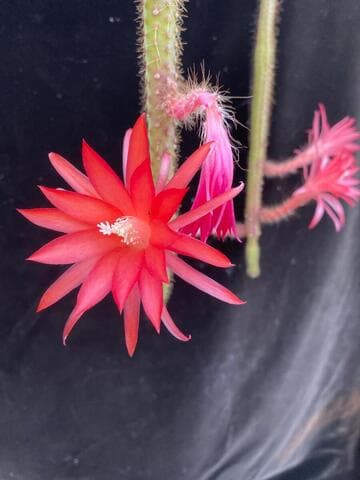 Disocactus martianus