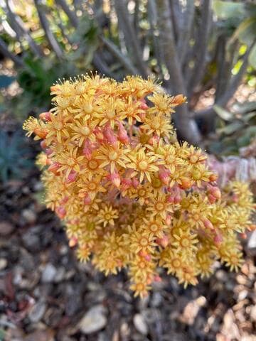 Aeonium arboreum var. rubrolineatum
