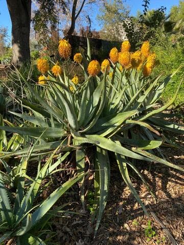 Aloe capitata x A. marlothii