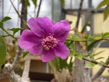 Leuenbergeria portulacifolia