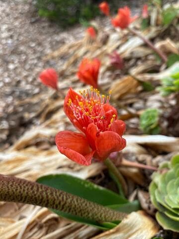 Haemanthus coccineus