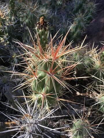 Corynopuntia emoryi