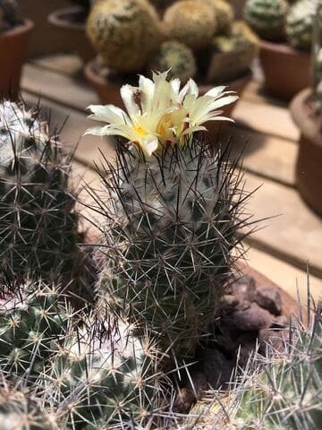 Coryphantha durangensis