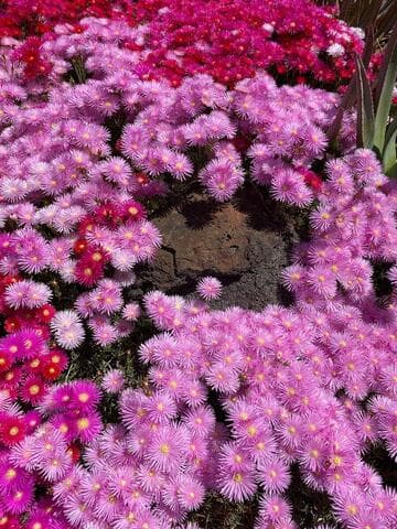 Lampranthus spectabilis 'Redshift'