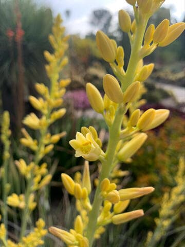 Hesperaloe parviflora 'Yellow'