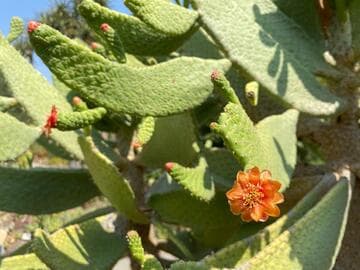 Consolea spinosissima