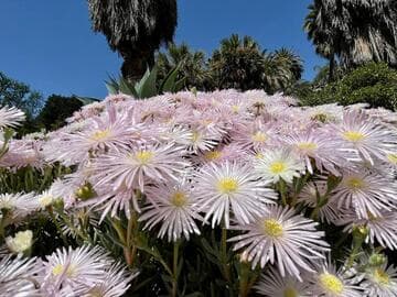 Lampranthus spectabilis