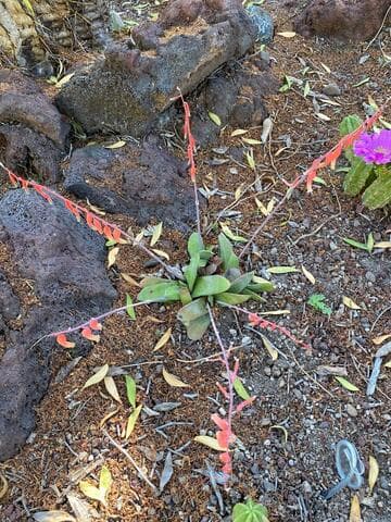 Gasteria glauca
