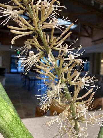 Sansevieria suffruticosa