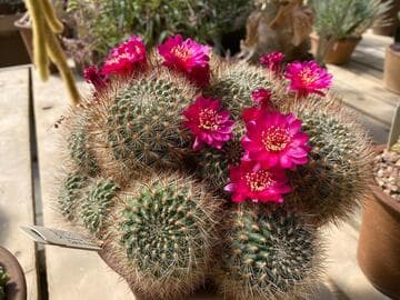 Sulcorebutia tiraquensis 'Bicolorispina'