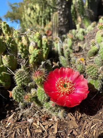 Airampoa erectoclada