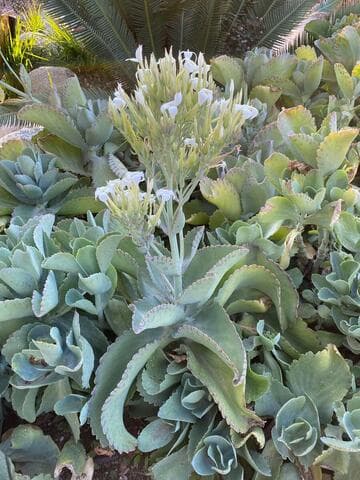 Kalanchoe marmorata