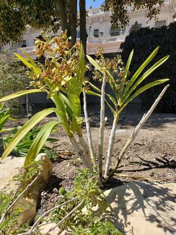 Ansellia africana