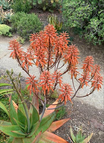 Aloe tomentosa x A. secundiflora