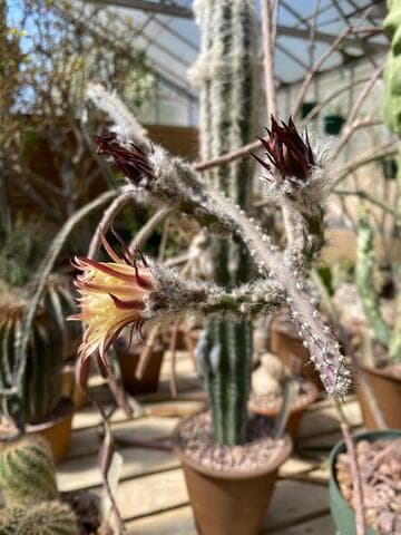 Peniocereus greggii
