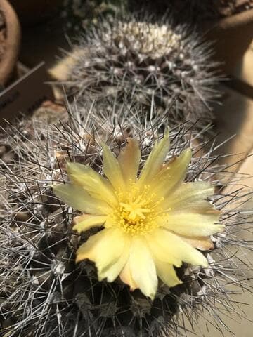 Copiapoa humilis