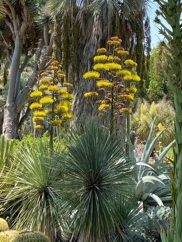 Agave parryi var. truncata