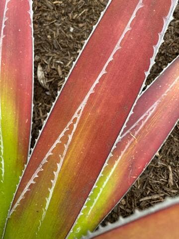 Agave impressa