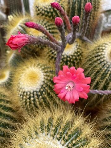 Peniocereus viperinus
