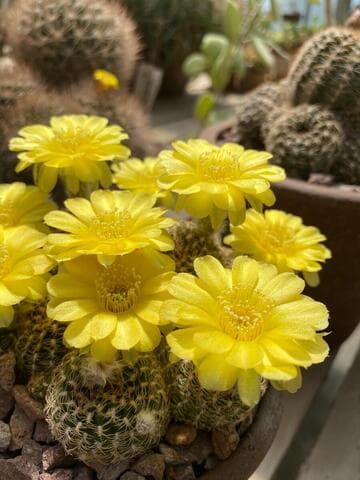 Echinopsis tiegeliana