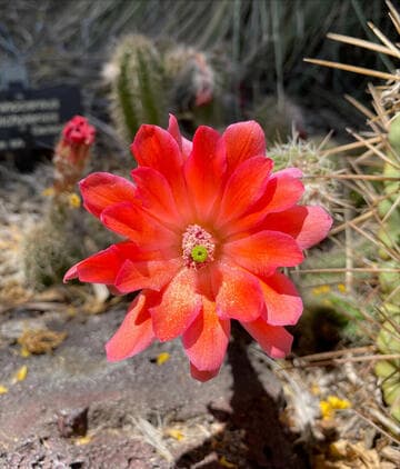 Echinocereus huitcholensis