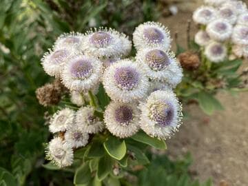 Globularia sarcophylla 'Blue Eyes'