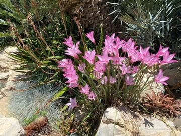 Habranthus robustus 'Russell Manning'