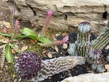 Euphorbia polygona 'Super White'