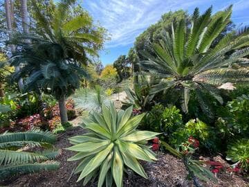 Agave attenuata 'Emery Stripy'