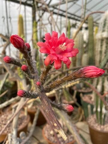 Peniocereus viperinus