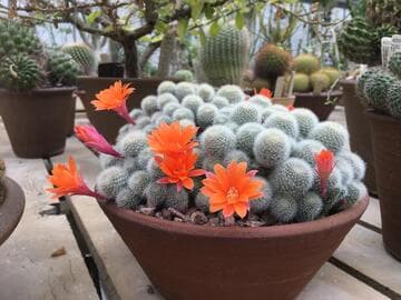 Rebutia spinosissima