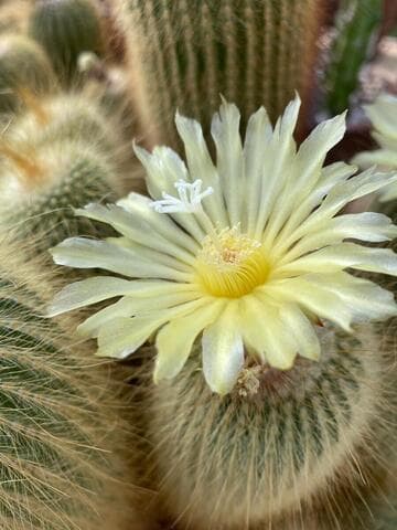 Parodia leninghausii