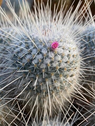 Mammillaria geminispina